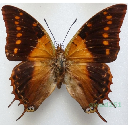 Charaxes velox Ogilvie-Grant, 1899 Yemen, Sokotra 67mm35n